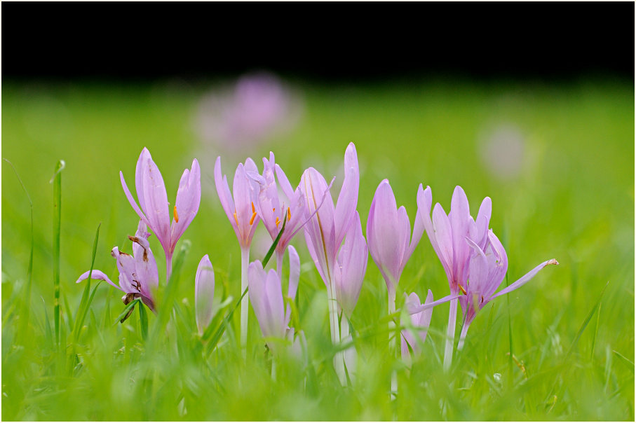 Herbstzeitlose (Colchicum autumnale L.)