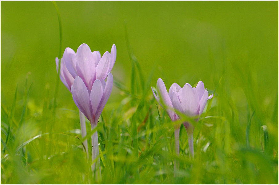 Herbstzeitlose (Colchicum autumnale L.)