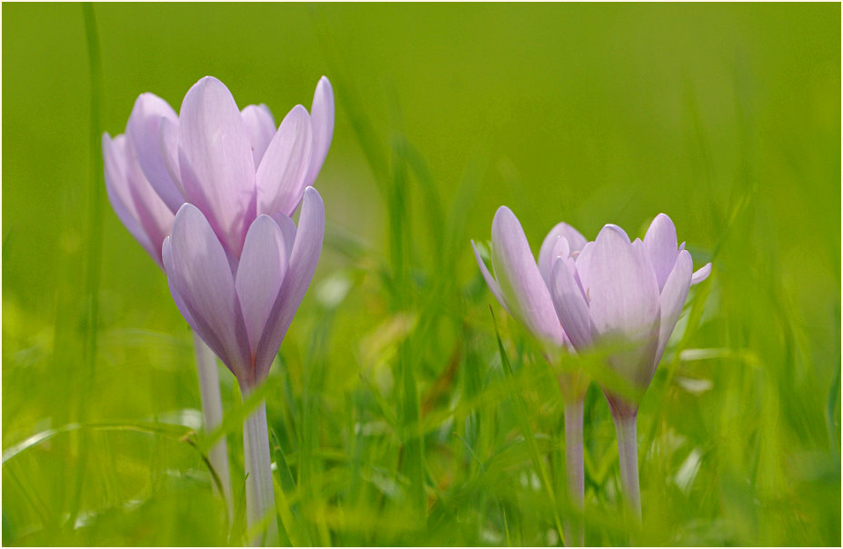 Herbstzeitlose (Colchicum autumnale L.)