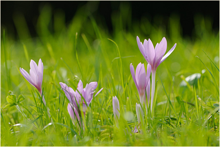 Herbstzeitlose (Colchicum autumnale L.)