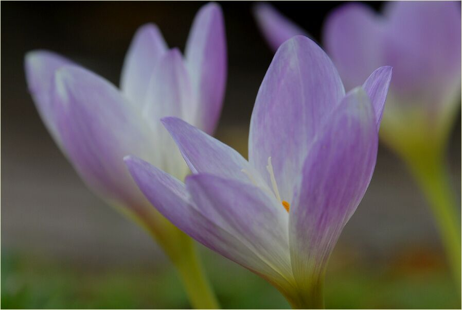 Herbstzeitlose (Colchicum autumnale L.)