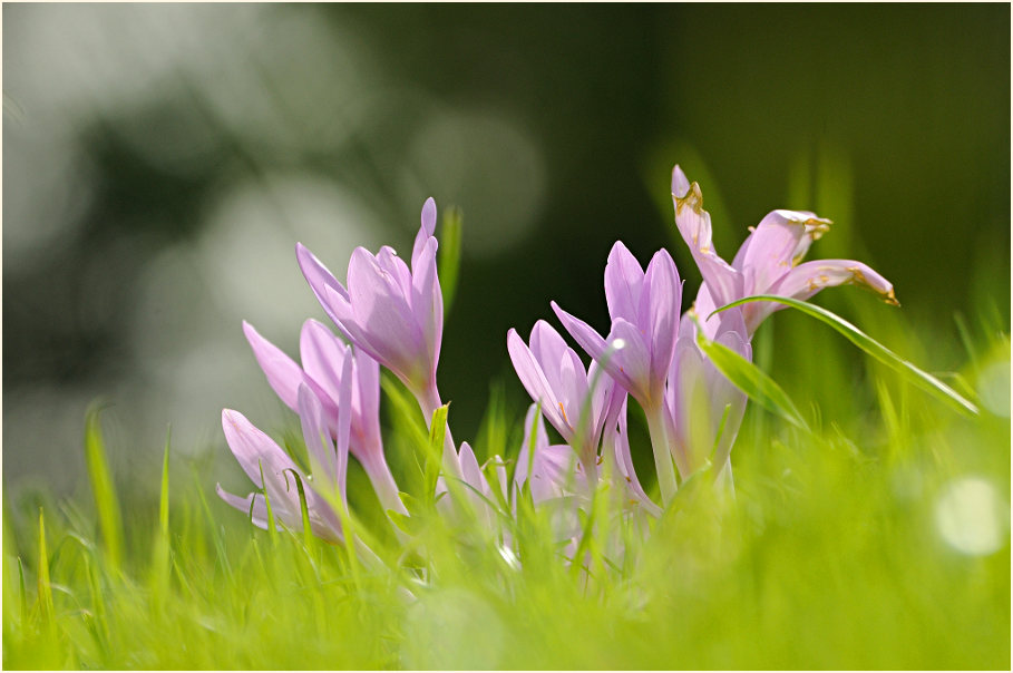 Herbstzeitlose (Colchicum autumnale L.)