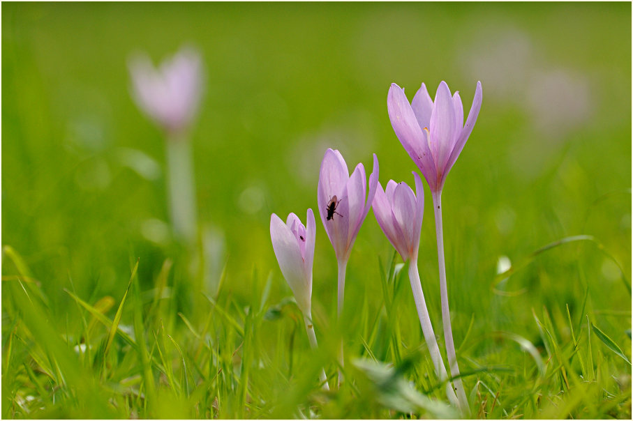 Herbstzeitlose (Colchicum autumnale L.)