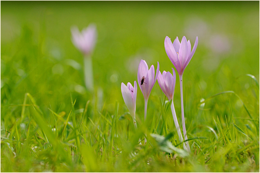 Herbstzeitlose (Colchicum autumnale L.)