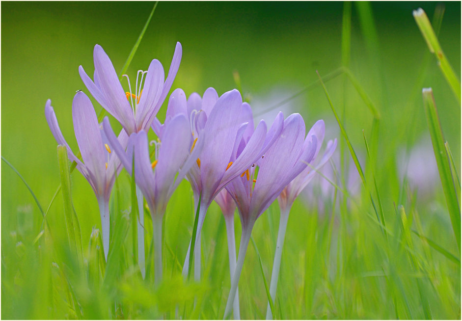 Herbstzeitlose (Colchicum autumnale L.)