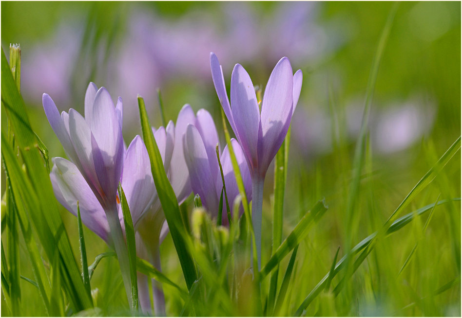 Herbstzeitlose (Colchicum autumnale L.)