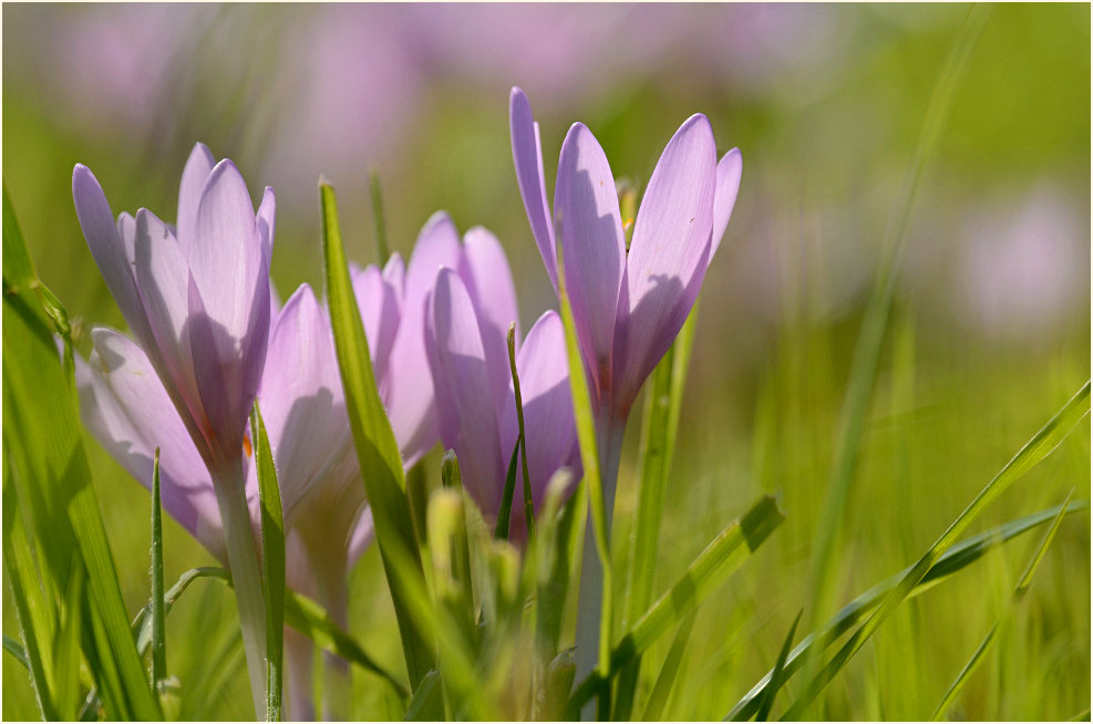 Herbstzeitlose (Colchicum autumnale L.)