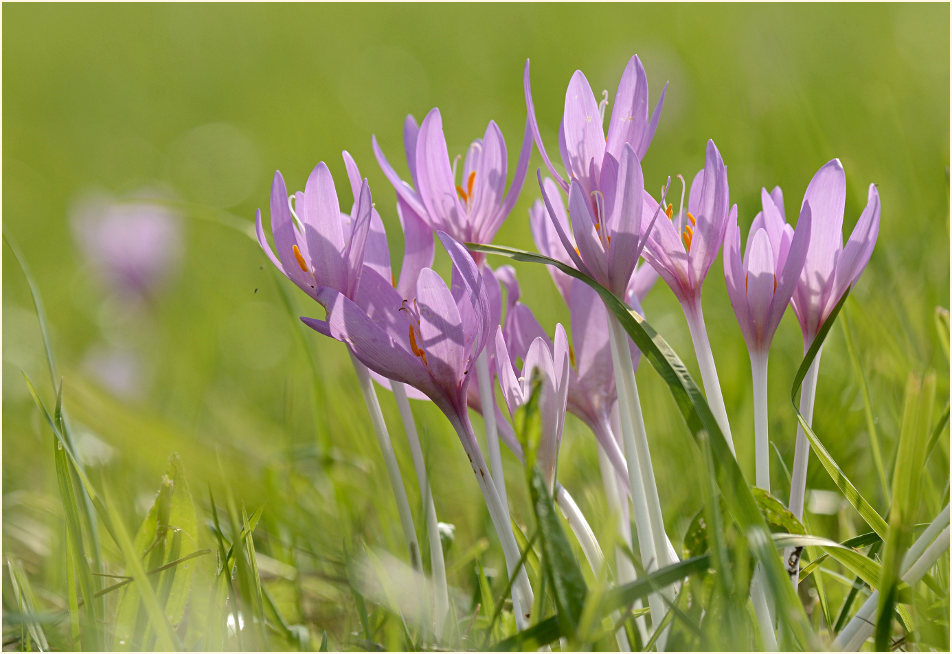 Herbstzeitlose (Colchicum autumnale L.)