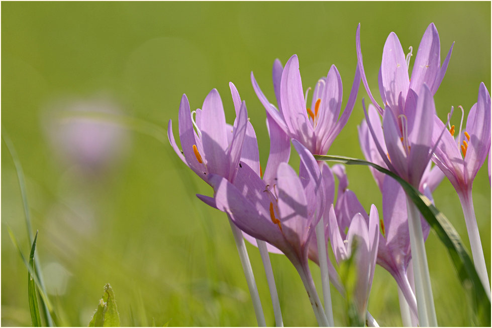 Herbstzeitlose (Colchicum autumnale L.)