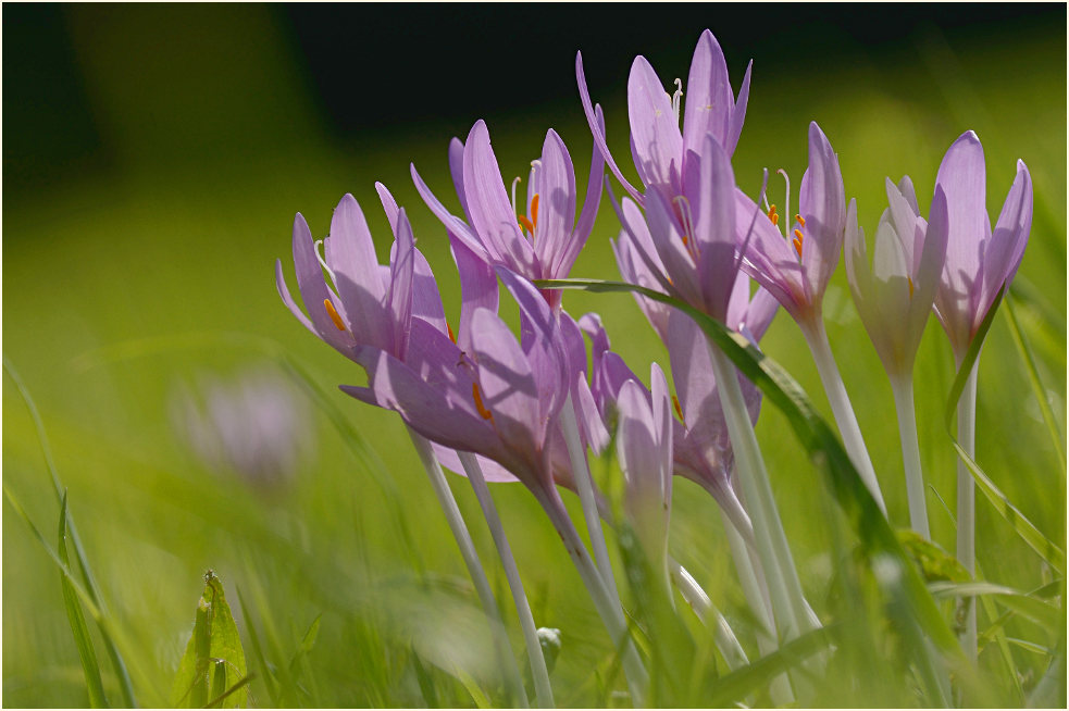 Herbstzeitlose (Colchicum autumnale L.)