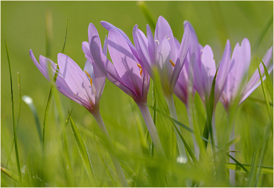 Herbstzeitlose (Colchicum autumnale L.)