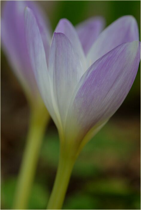 Herbstzeitlose (Colchicum autumnale L.)