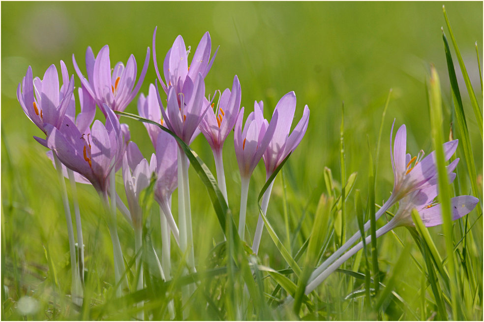 Herbstzeitlose (Colchicum autumnale L.)