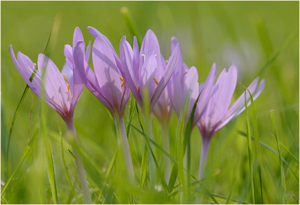 Herbstzeitlose (Colchicum autumnale L.)