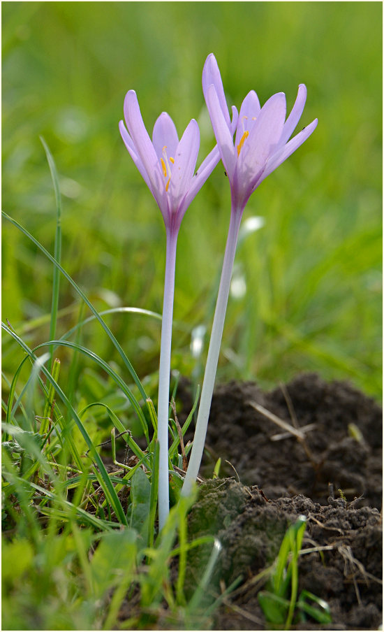 Herbstzeitlose (Colchicum autumnale L.)