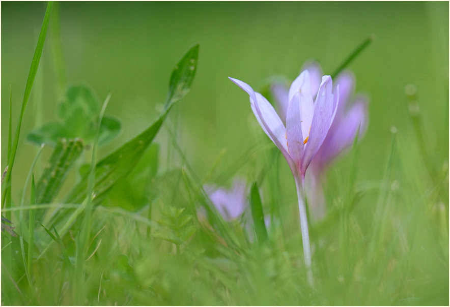 Herbstzeitlose (Colchicum autumnale L.)