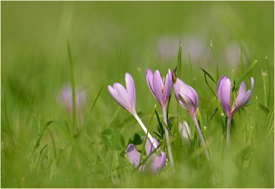 Herbstzeitlose (Colchicum autumnale L.)