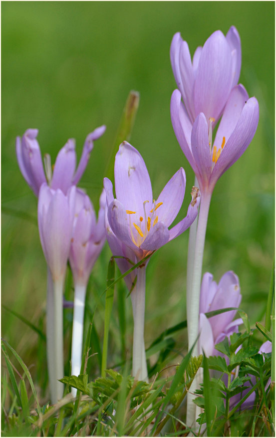 Herbstzeitlose (Colchicum autumnale L.)