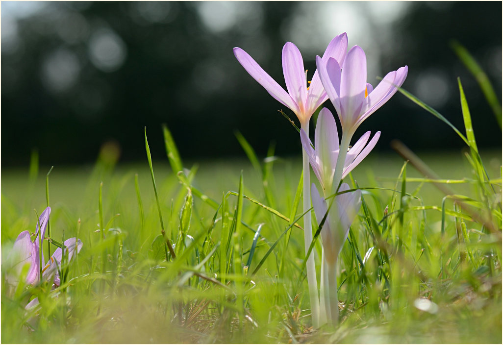 Herbstzeitlose (Colchicum autumnale L.)