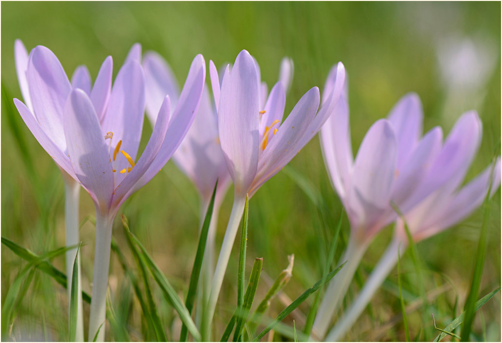 Herbstzeitlose (Colchicum autumnale L.)