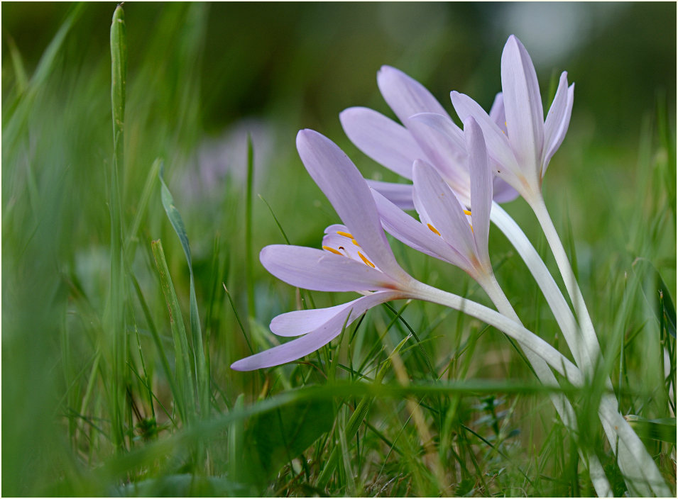 Herbstzeitlose (Colchicum autumnale L.)