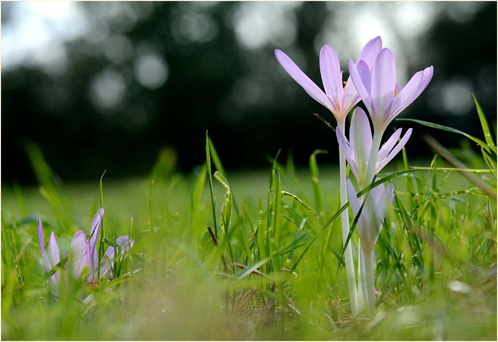 Herbstzeitlose (Colchicum autumnale L.)