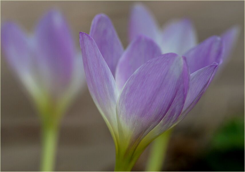 Herbstzeitlose (Colchicum autumnale L.)