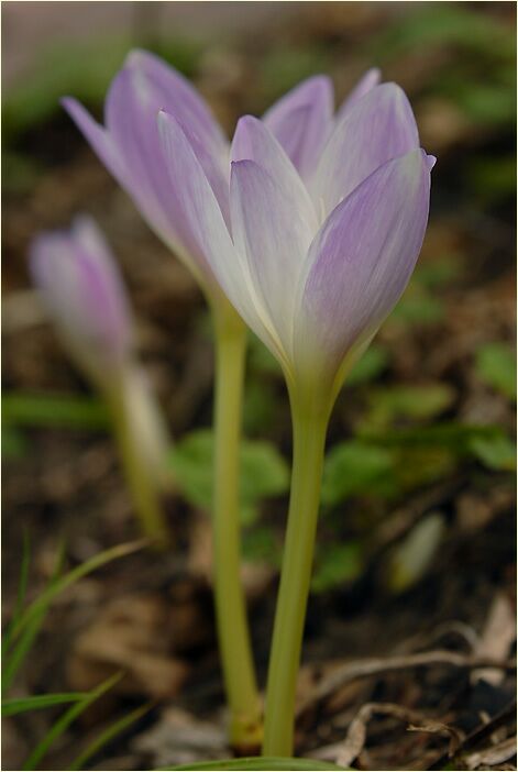 Herbstzeitlose (Colchicum autumnale L.)