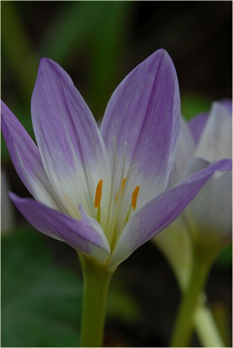 Herbstzeitlose (Colchicum autumnale L.)