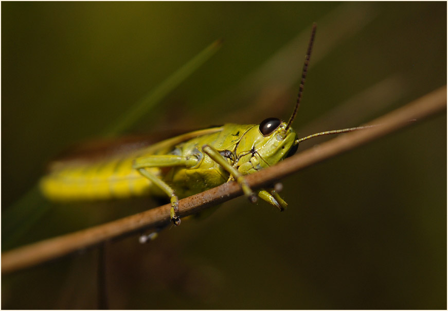 Sumpfschrecke
