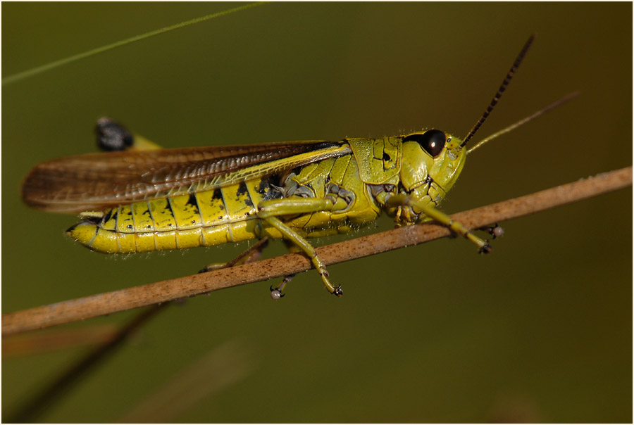 Sumpfschrecke