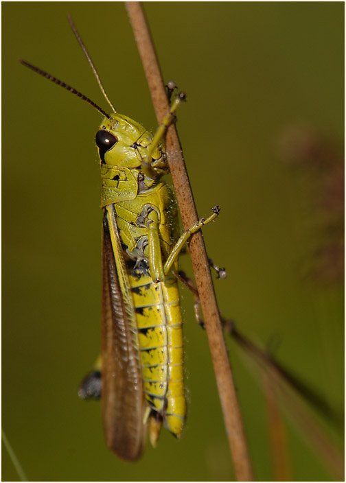 Sumpfschrecke