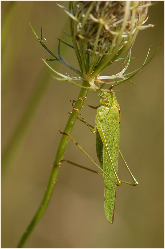 Sichelschrecke