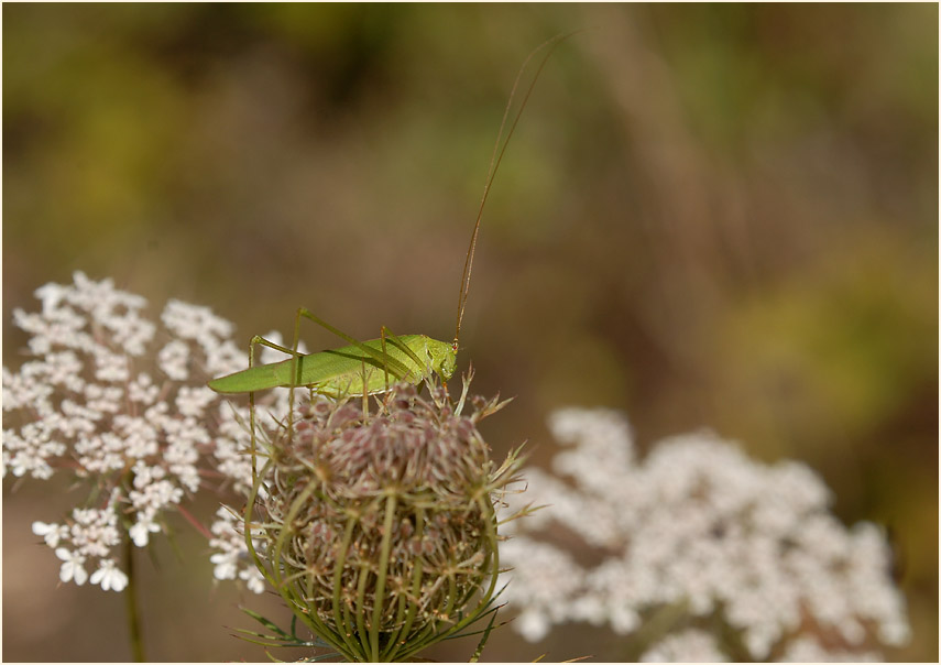 Sichelschrecke