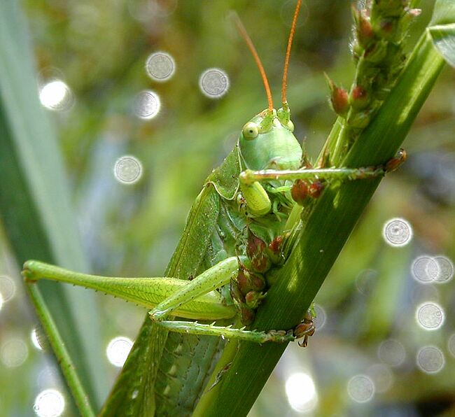 Heuschrecke