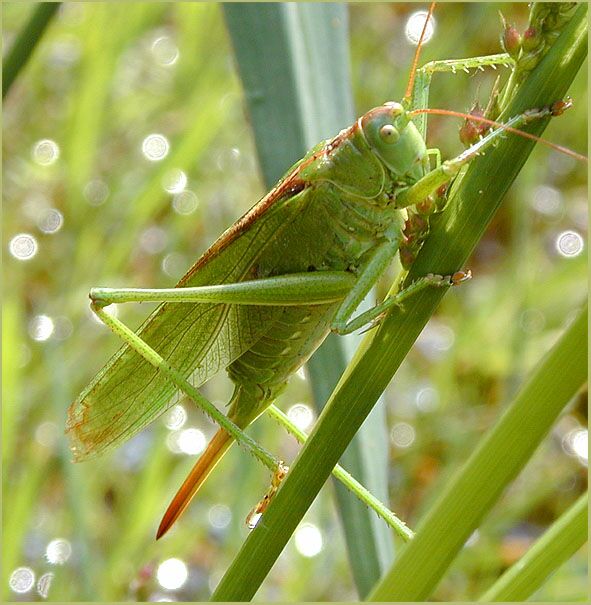 Heuschrecke