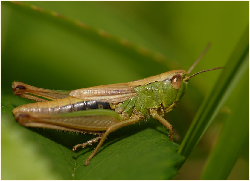 Gewöhnlicher Grashüpfer