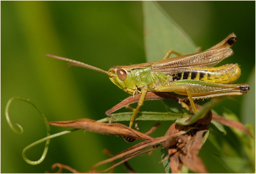 Gewöhnlicher Grashüpfer
