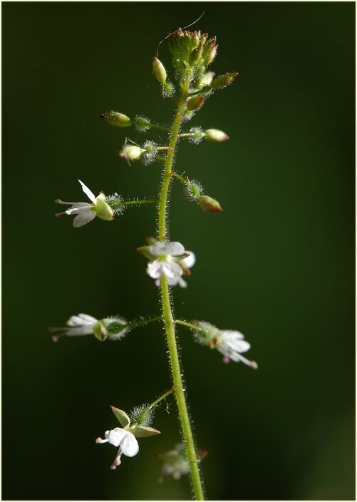 Hexenkraut (Circaea lutetiana)
