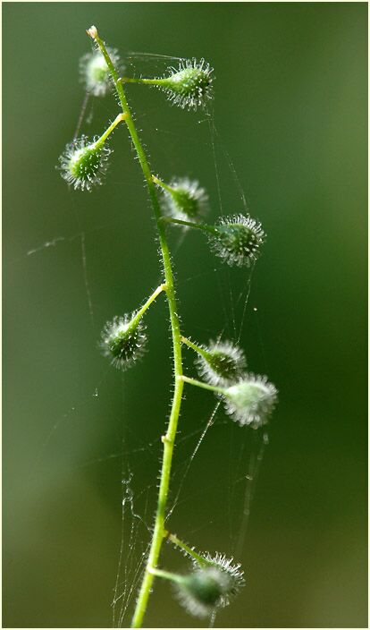 Hexenkraut (Circaea lutetiana)