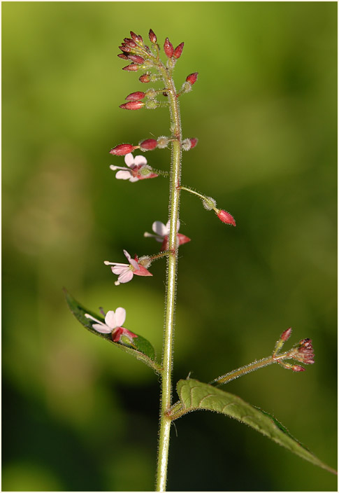 Hexenkraut (Circaea lutetiana)