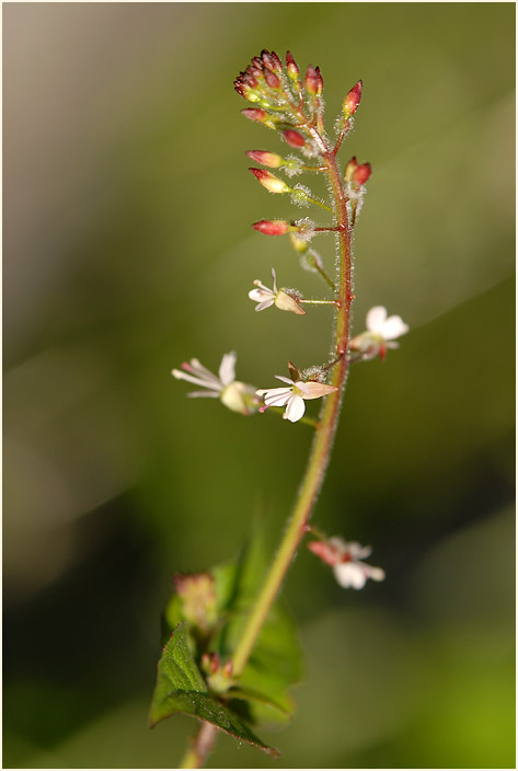 Hexenkraut (Circaea lutetiana)