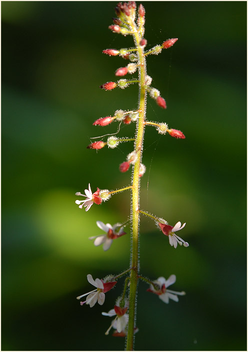 Hexenkraut (Circaea lutetiana)