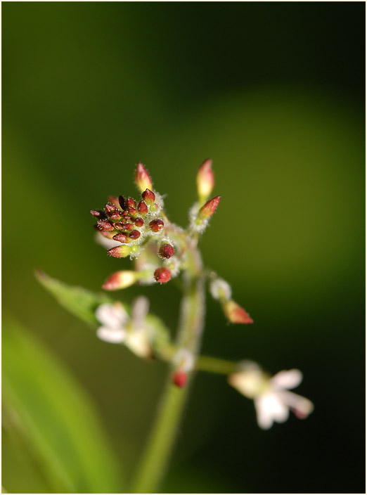 Hexenkraut (Circaea lutetiana)