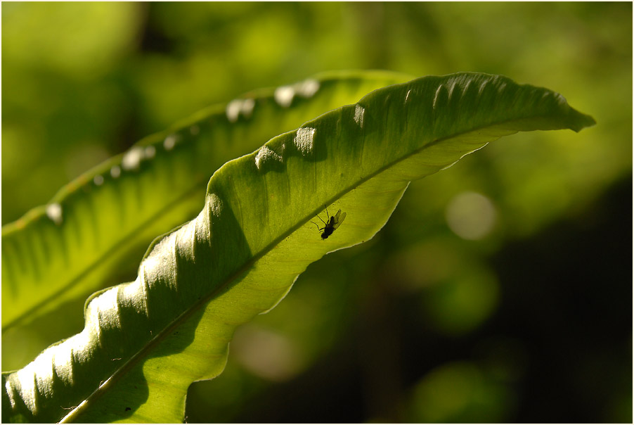 Hirschzungenfarn (Asplenium scolopendrium)