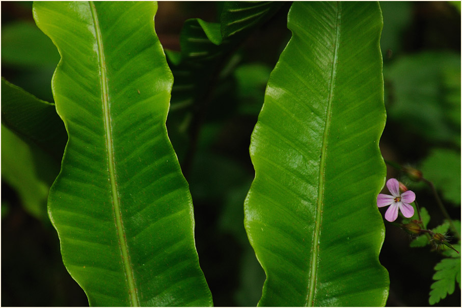 Hirschzungenfarn (Asplenium scolopendrium)