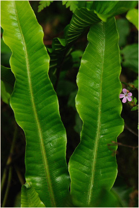 Hirschzungenfarn (Asplenium scolopendrium)