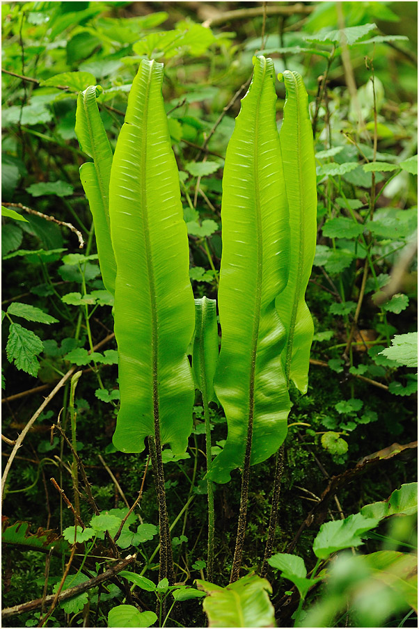 Hirschzungenfarn (Asplenium scolopendrium)