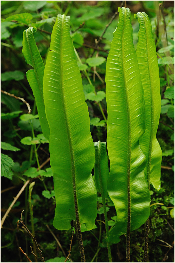 Hirschzungenfarn (Asplenium scolopendrium)