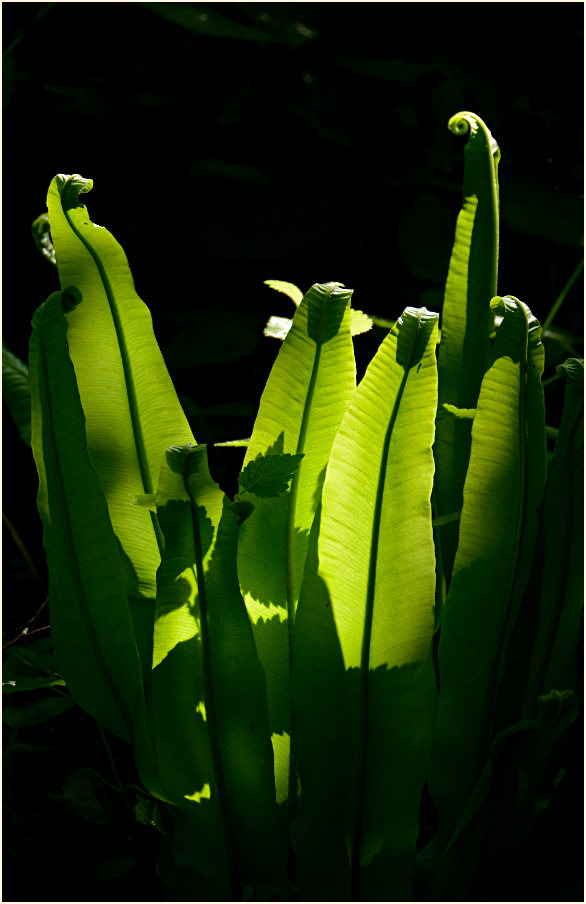 Hirschzungenfarn (Asplenium scolopendrium)